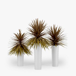Dracaena Palm