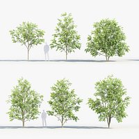 Celtis australis - European nettle tree 01 3D model