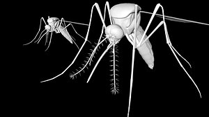 mosquito insect bug 3D model