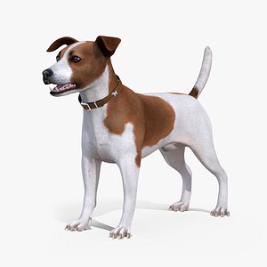 3D model jack russell terrier spotted