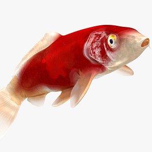 3D model Japanese Carp Fish Rigged L1754