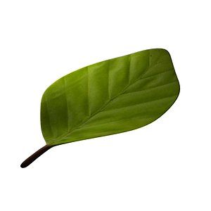 3d leaf 02