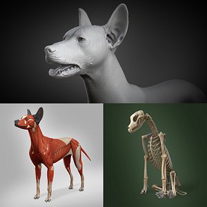 Mexican Hairless Dog Anatomy & Skeleton