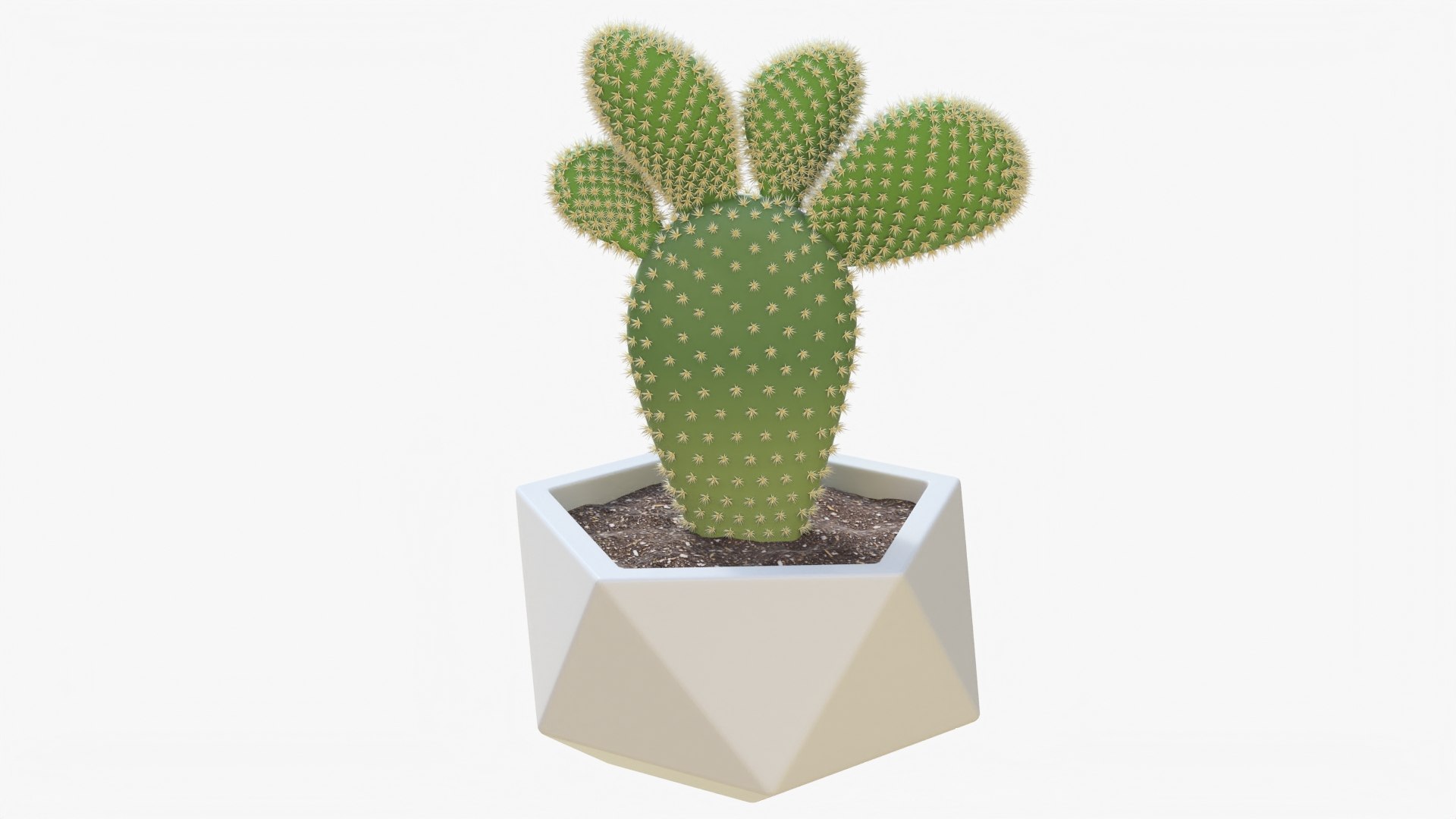 3D Model Cactus 03 C - TurboSquid 1987425