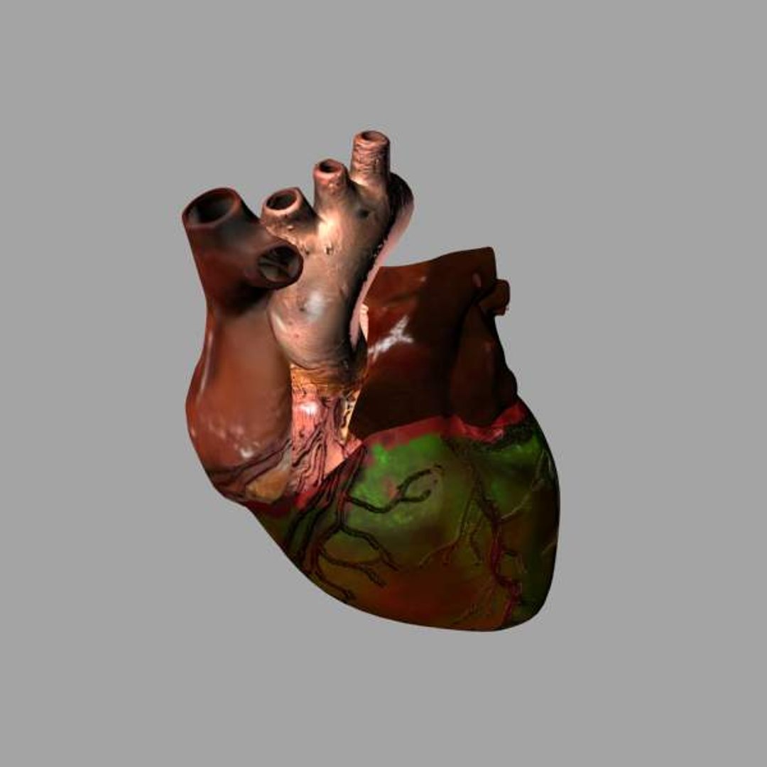 Heart 3d Model