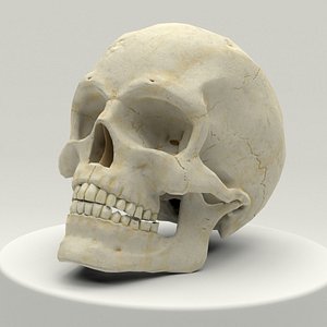 anatomically human skull 3D model