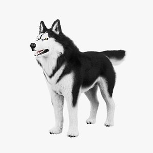 Siberian Husky Rigged Dog 3D Model