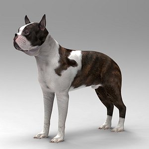 3d model boston terrier