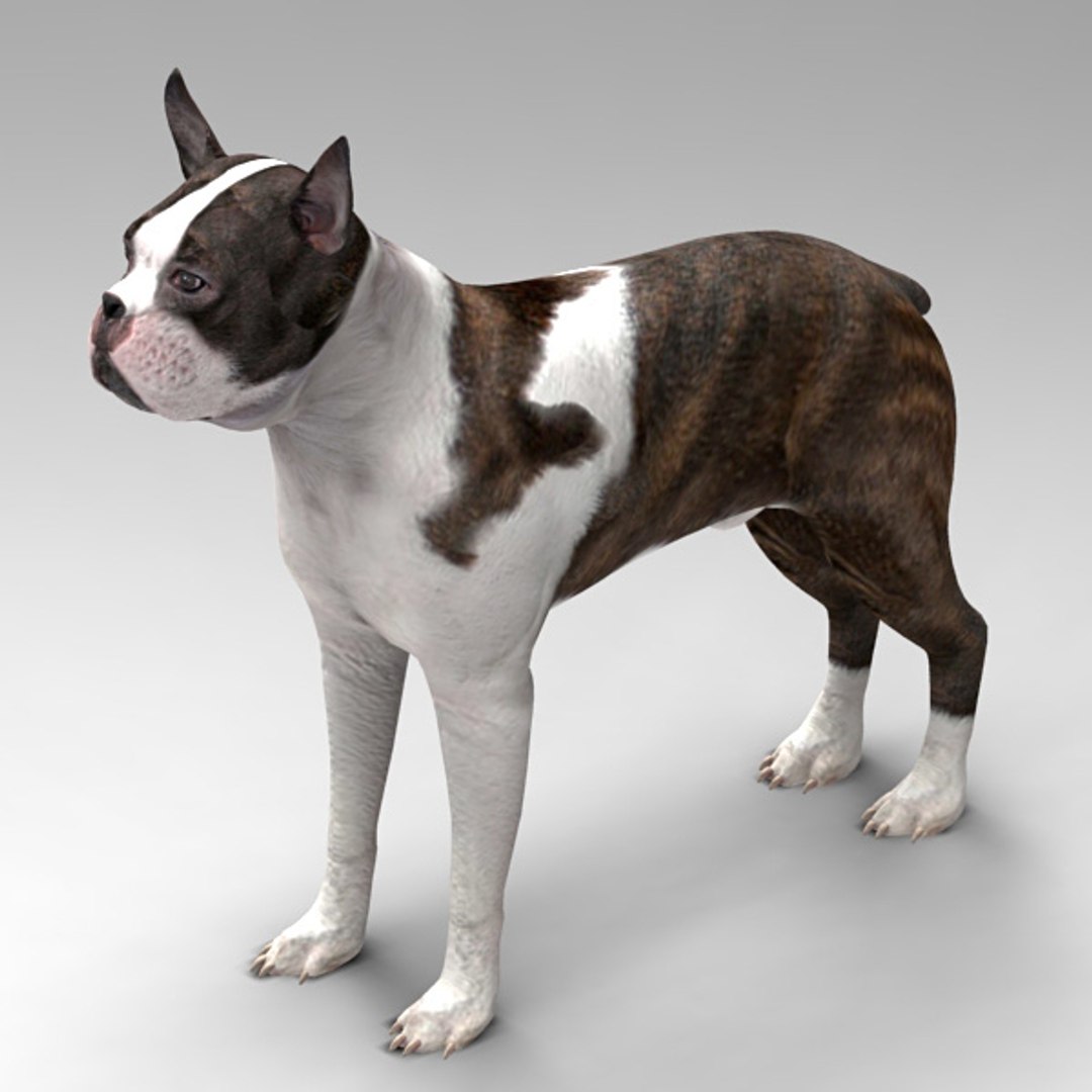 3d Model Boston Terrier