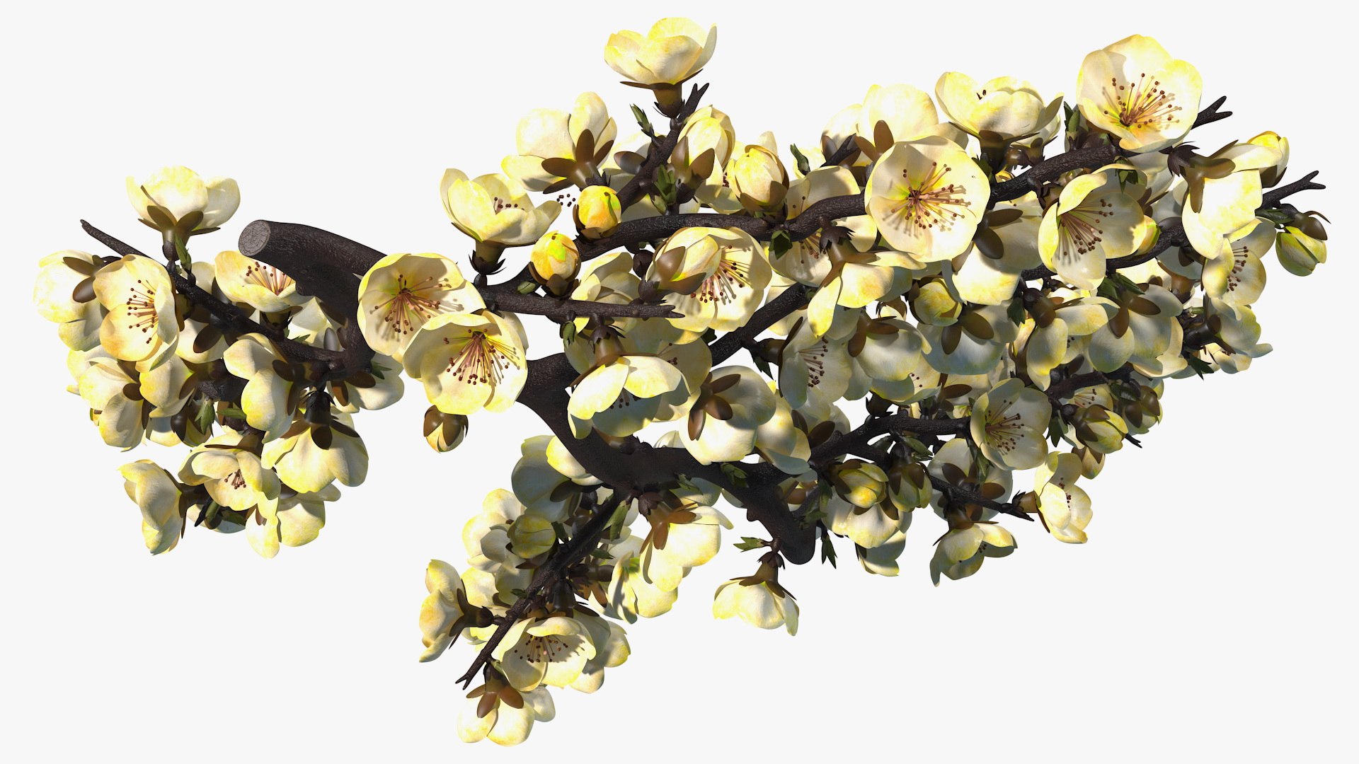 yellow cherry blossom branch tree 3D model https://p.turbosquid.com/ts-thumb/X6/dNvyGY/M5Bmko5c/yellowcherryblossombranchc4dmodel009/jpg/1601311311/1920x1080/fit_q87/850f27fd0bc415c76a99f86a7c725e3df753df12/yellowcherryblossombranchc4dmodel009.jpg