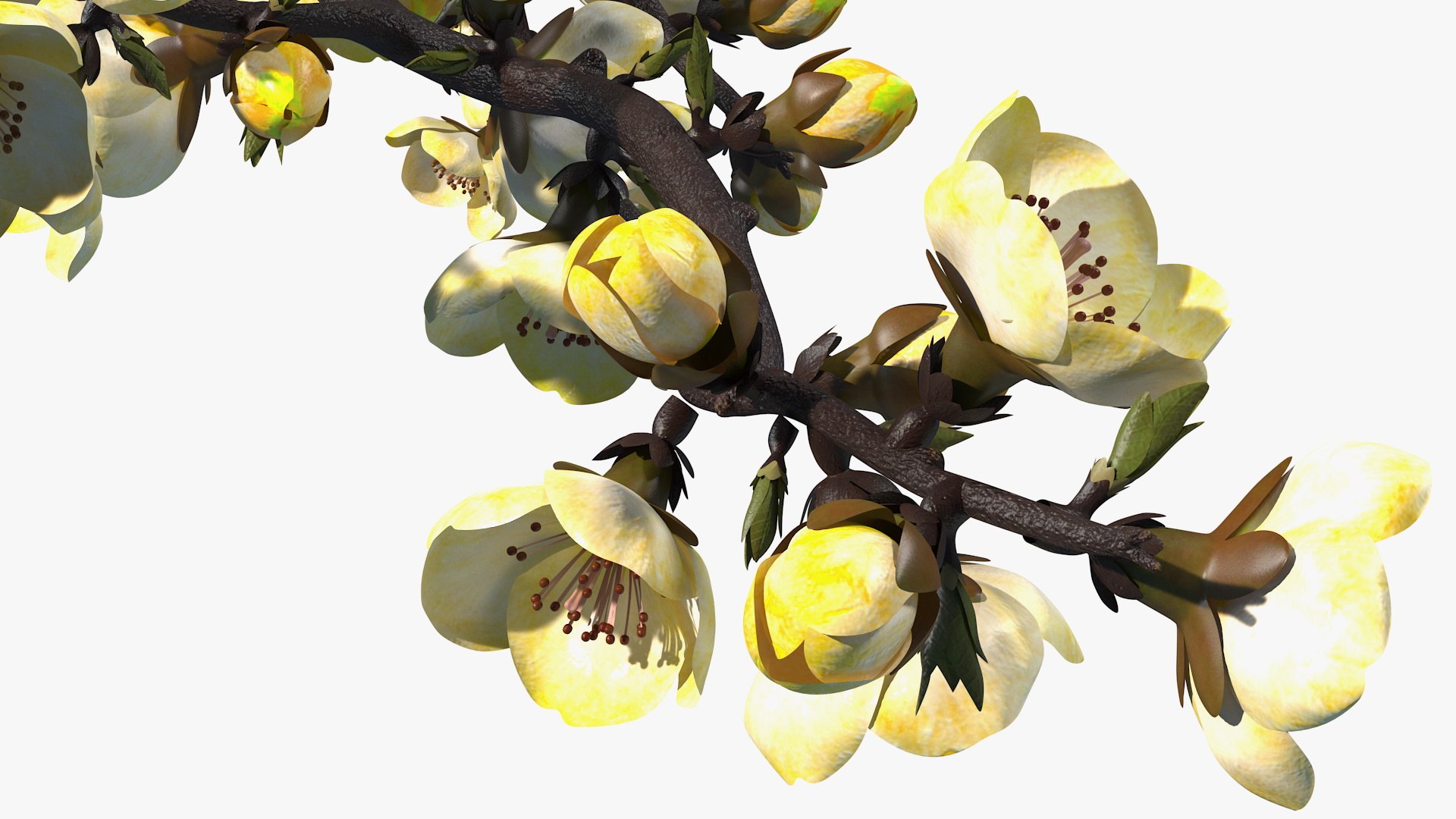 yellow cherry blossom branch tree 3D model https://p.turbosquid.com/ts-thumb/X6/dNvyGY/R4KWg1bu/yellowcherryblossombranchc4dmodel014/jpg/1601311353/1920x1080/fit_q87/c01c2f8d9a5ab766b62e46cb0b126699e8d154fb/yellowcherryblossombranchc4dmodel014.jpg
