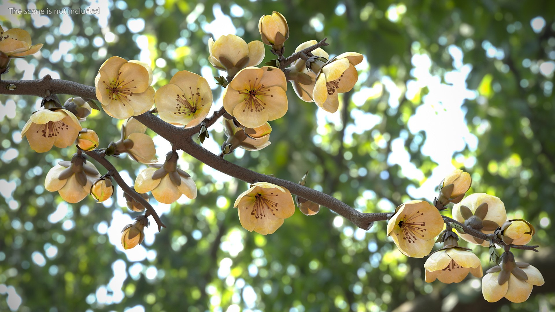 yellow cherry blossom branch tree 3D model https://p.turbosquid.com/ts-thumb/X6/dNvyGY/RNqLSIX9/yellowcherryblossombranchc4dmodel003/jpg/1601311263/1920x1080/fit_q87/b440883da4c4f064fd179fb342dfd01503299a03/yellowcherryblossombranchc4dmodel003.jpg