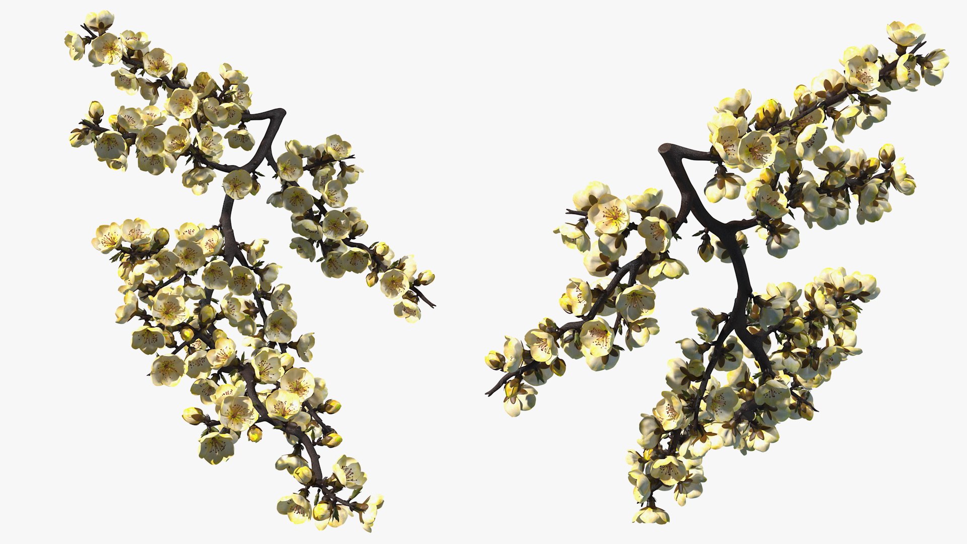 yellow cherry blossom branch tree 3D model https://p.turbosquid.com/ts-thumb/X6/dNvyGY/UKu18YSF/yellowcherryblossombranchc4dmodel006/jpg/1601311288/1920x1080/fit_q87/05bf19c0d45b2822c8aba7da8e0be785588435e9/yellowcherryblossombranchc4dmodel006.jpg