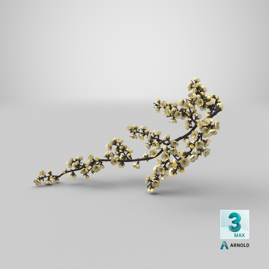 yellow cherry blossom branch tree 3D model https://p.turbosquid.com/ts-thumb/X6/dNvyGY/Vx/stemcell_max_arnold_render/png/1646472674/1920x1080/fit_q87/37f248acd20f34f128084a1fb03b8ca12598ebb7/stemcell_max_arnold_render.jpg