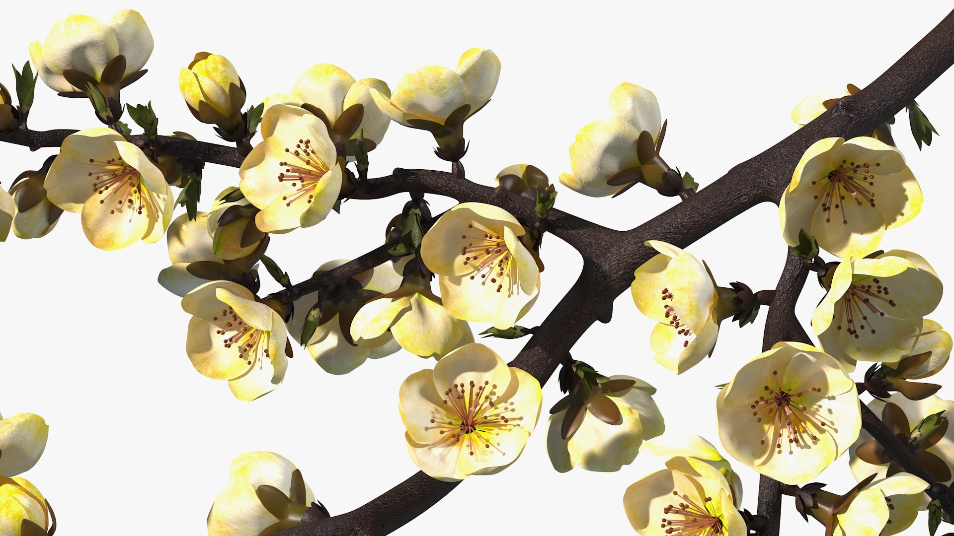yellow cherry blossom branch tree 3D model https://p.turbosquid.com/ts-thumb/X6/dNvyGY/YeHQ4dky/yellowcherryblossombranchc4dmodel012/jpg/1601311337/1920x1080/fit_q87/37a5fca7f11c008efe7e967f1721a49281165ea5/yellowcherryblossombranchc4dmodel012.jpg