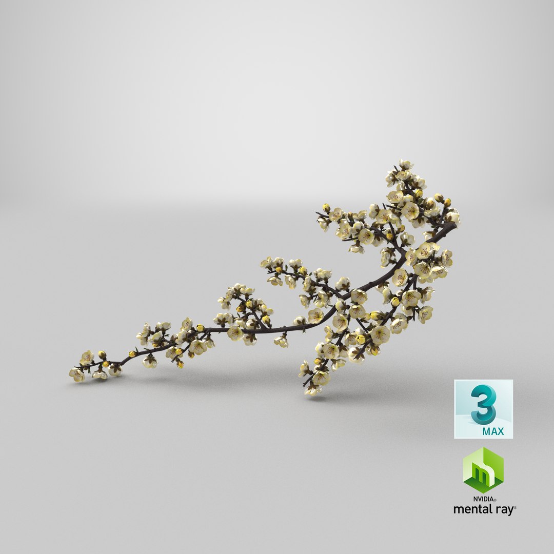 yellow cherry blossom branch tree 3D model https://p.turbosquid.com/ts-thumb/X6/dNvyGY/b7/stemcell_max_mental_ray_render/png/1646472676/1920x1080/fit_q87/f803f37cdbba4a68117ec295072d0c3bb8f0fa0c/stemcell_max_mental_ray_render.jpg