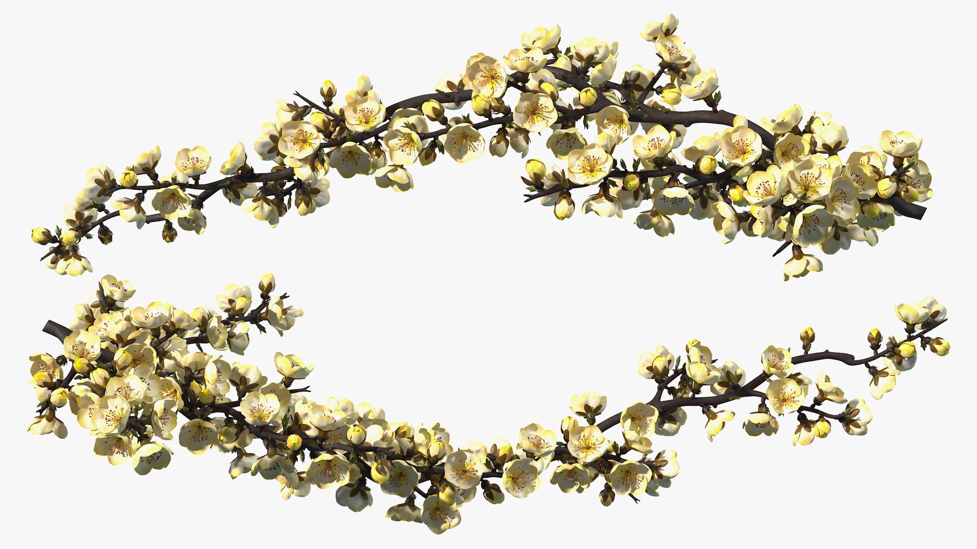 yellow cherry blossom branch tree 3D model https://p.turbosquid.com/ts-thumb/X6/dNvyGY/cWflhKYU/yellowcherryblossombranchc4dmodel007/jpg/1601311296/1920x1080/fit_q87/2b838b1acf41565171a39c3309a7d7b1134a218d/yellowcherryblossombranchc4dmodel007.jpg