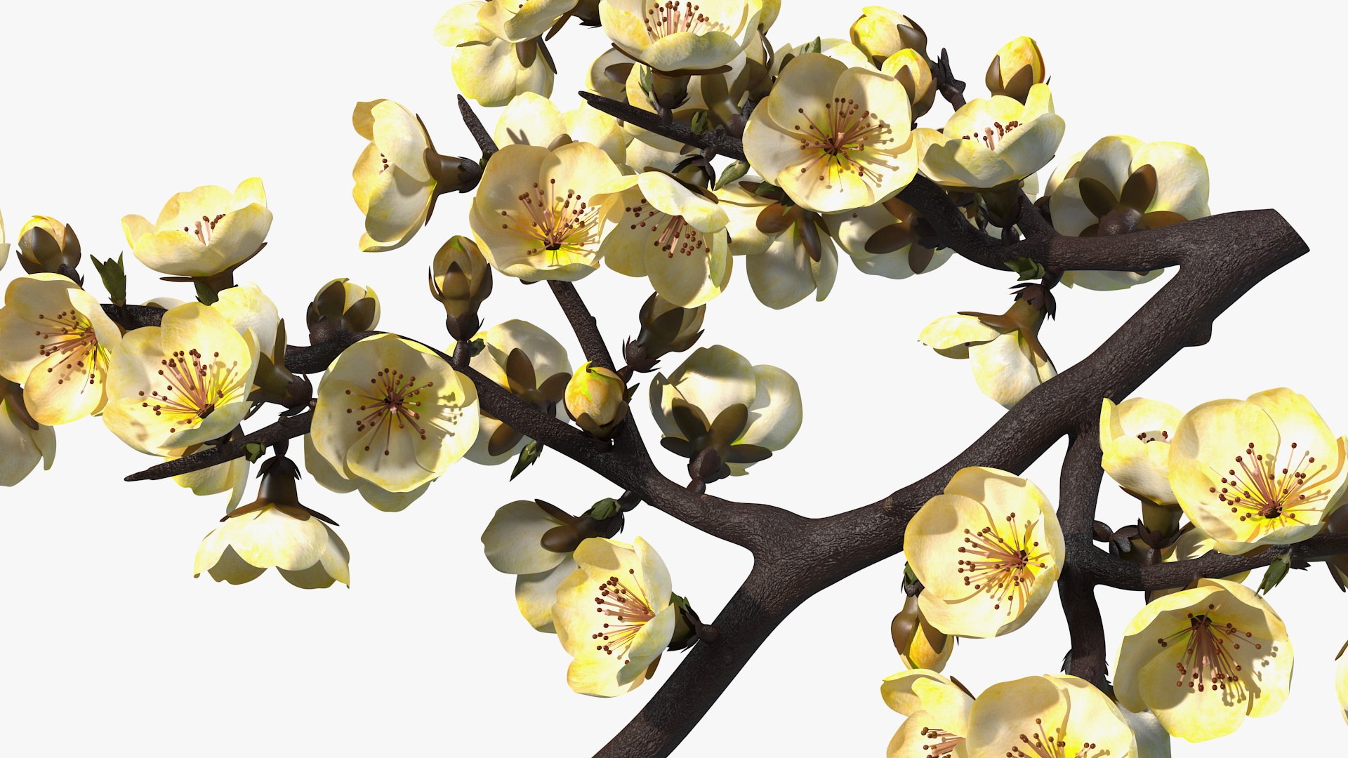 yellow cherry blossom branch tree 3D model https://p.turbosquid.com/ts-thumb/X6/dNvyGY/iKKwxFJo/yellowcherryblossombranchc4dmodel011/jpg/1601311327/1920x1080/fit_q87/12765ff3fb43050c6de4ae4a3d33caca4b4fe9ef/yellowcherryblossombranchc4dmodel011.jpg