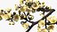 黄樱花枝