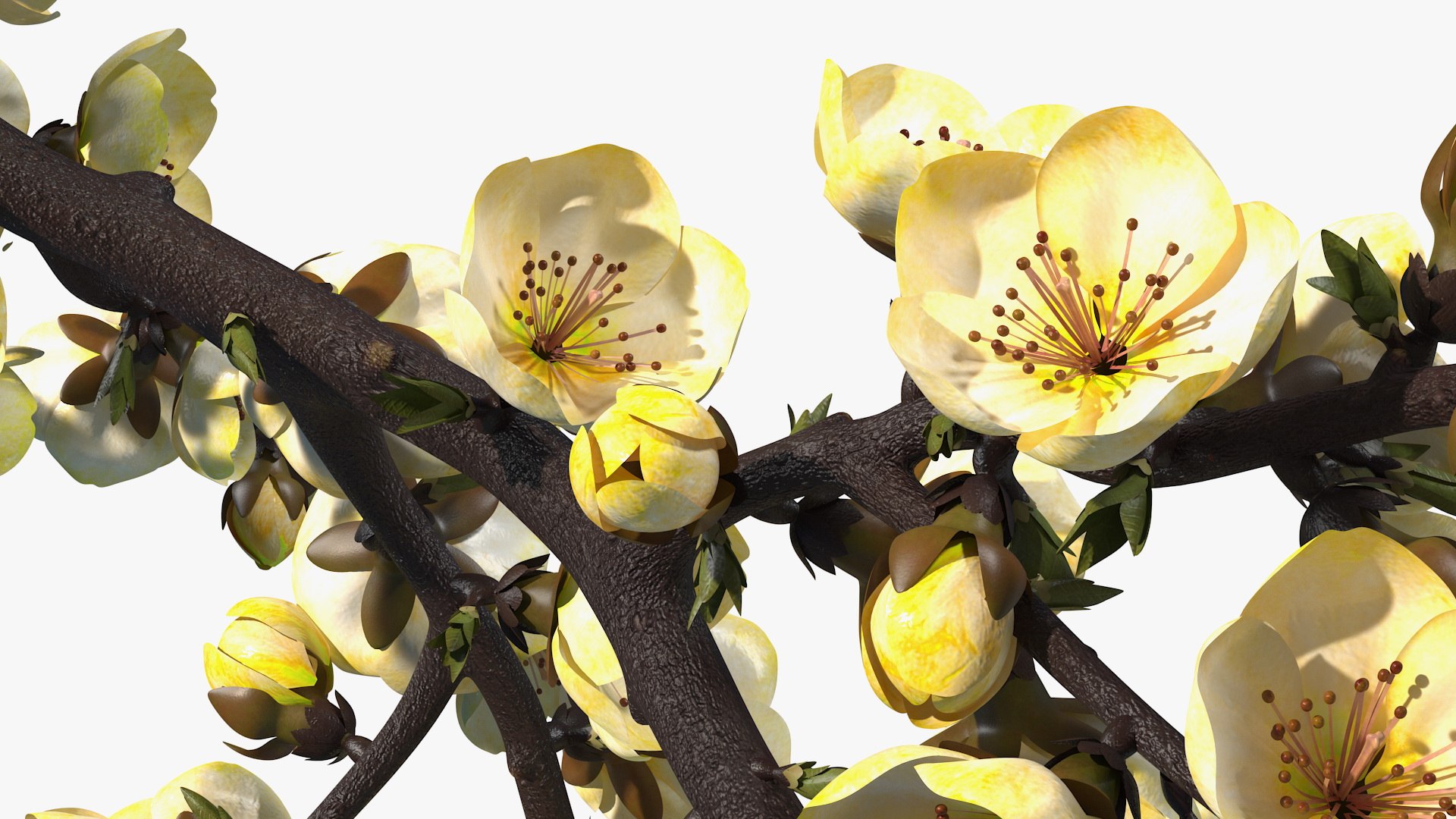 yellow cherry blossom branch tree 3D model https://p.turbosquid.com/ts-thumb/X6/dNvyGY/mHqef0sl/yellowcherryblossombranchc4dmodel013/jpg/1601311345/1920x1080/fit_q87/effd8e1b9786f0dd19e5ecc06152f38e1b6a25f9/yellowcherryblossombranchc4dmodel013.jpg