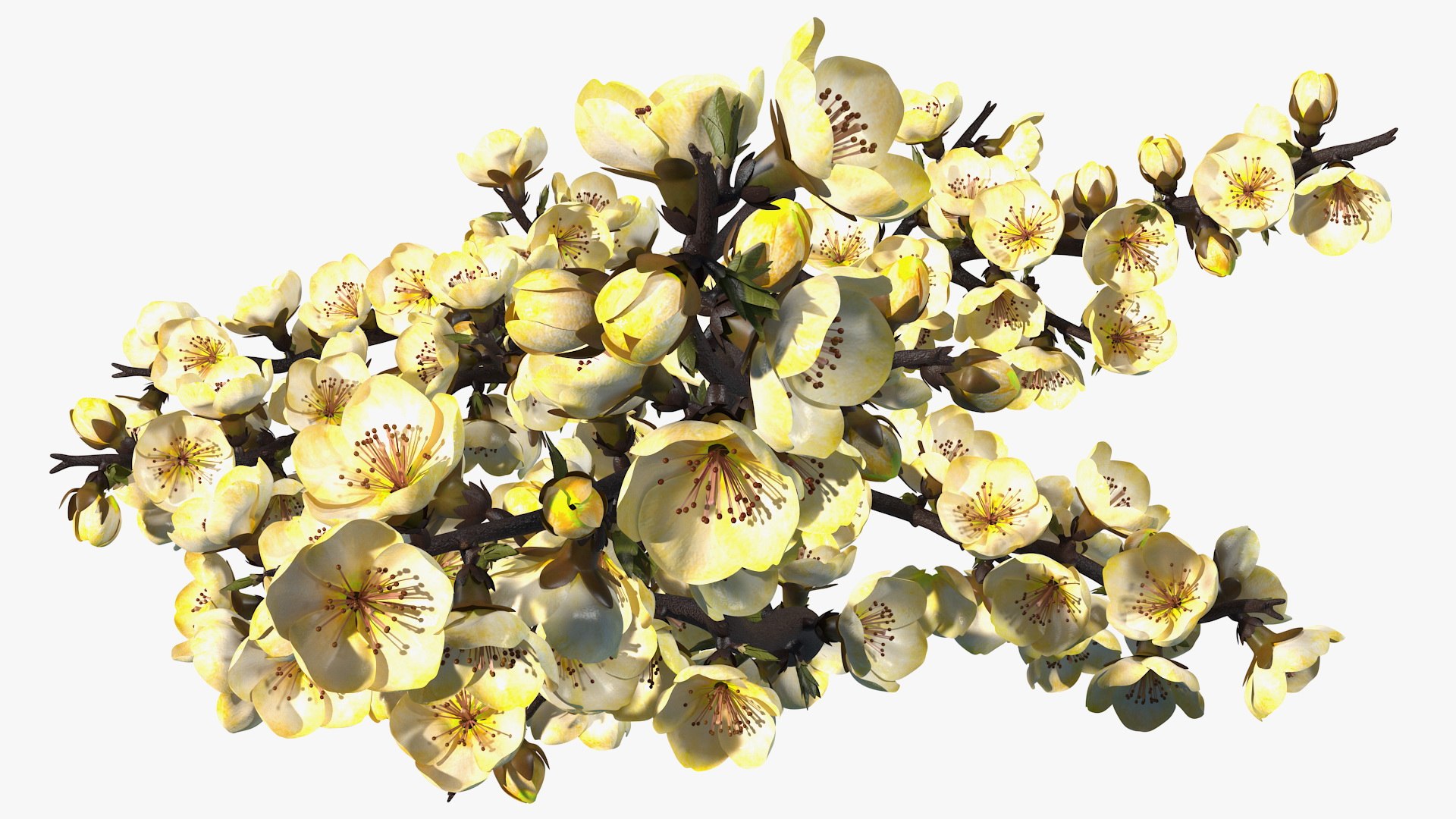 yellow cherry blossom branch tree 3D model https://p.turbosquid.com/ts-thumb/X6/dNvyGY/wdOfGKaB/yellowcherryblossombranchc4dmodel010/jpg/1601311319/1920x1080/fit_q87/eb2bef2a24ee3669032f86c546a31cafc87cfdd4/yellowcherryblossombranchc4dmodel010.jpg