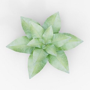 Leafy Plant 3D model