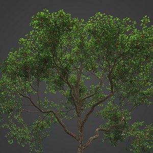 3D 2021 PBR Japanese Crab Apple Collection - Malus Floribunda model