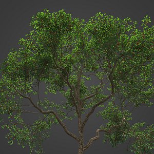 2021 PBR Japanese Crab Apple Collection - Malus Floribunda