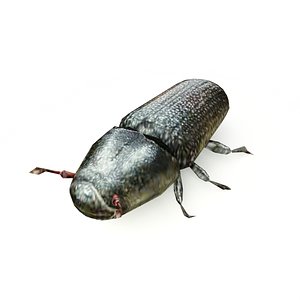 3d model pine beetle