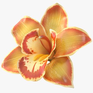 3D Orchids Yellow - High-Quality 3D Model with 4K PBR Textures