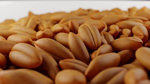 WHEAT SEEDS