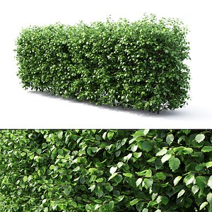 3D hedge crataegus model