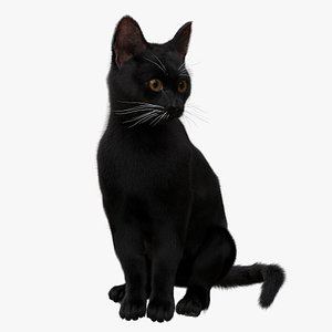 Black Cat xgen Rigged 3D model