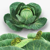 Cabbage Head with Caterpillars Green