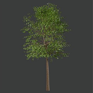 3D model Realistic Green Deciduous Tree 3D Model with PBR Foliage