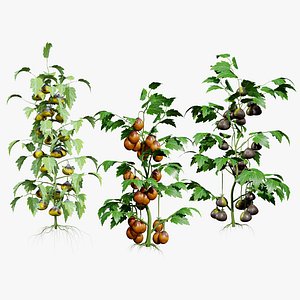 Realistic Flanders Contrast Tomato 3D Asset 3D model