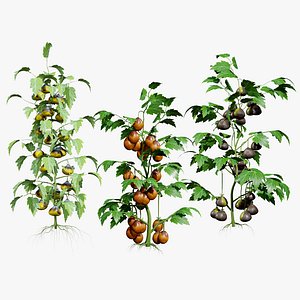 Realistic Flanders Contrast Tomato 3D with free tutorial