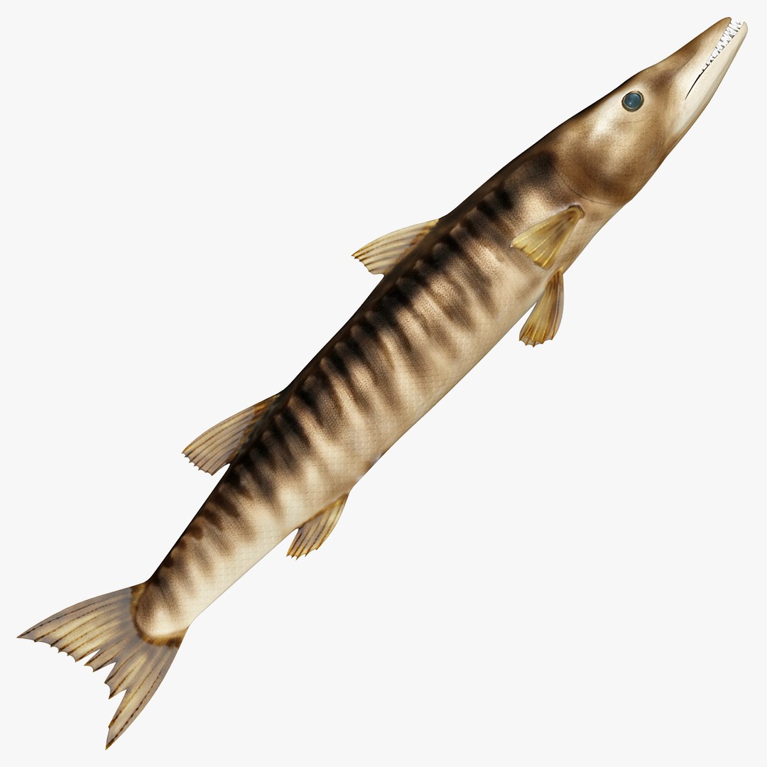 3d model barracuda fish https://p.turbosquid.com/ts-thumb/X7/dUQj7v/TvuSqcjo/barracuda_fish_0004_2/jpg/1345824738/1920x1080/fit_q87/97bd1c3c13b3dea12c90802cccd9aa88501997bd/barracuda_fish_0004_2.jpg