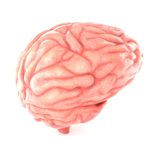 Brain 3D model