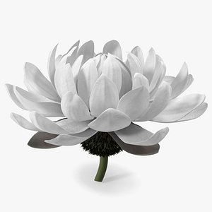 Water Flower Victoria Amazonica Fur 3D model