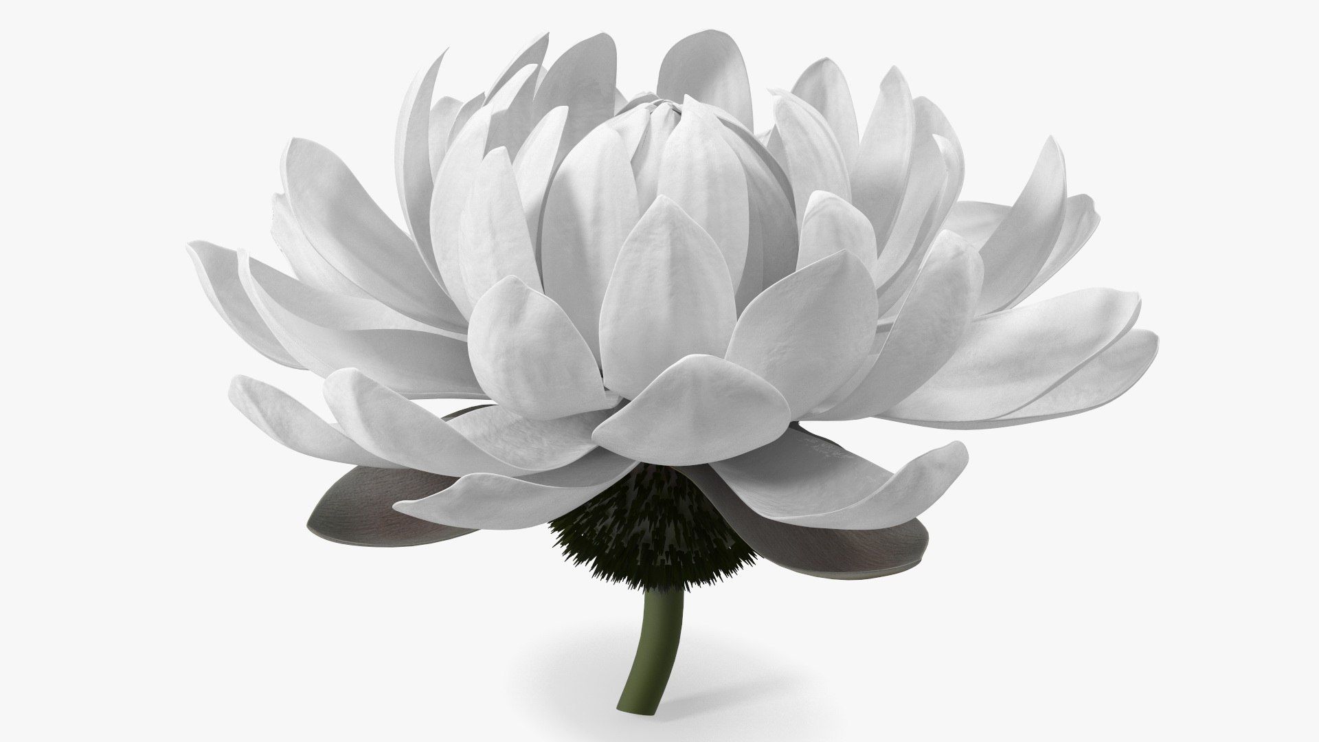 Water Flower Victoria Amazonica Fur 3D model preview