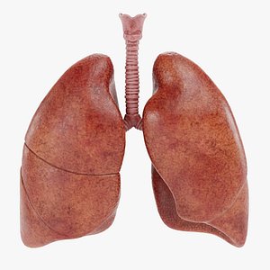Respiratory System
