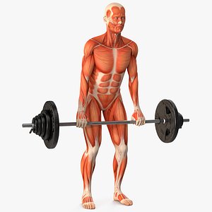 Anatomy Male Muscular System Deadlift Animated Rigged for Cinema 4D