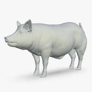 Pig