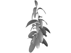 plant5