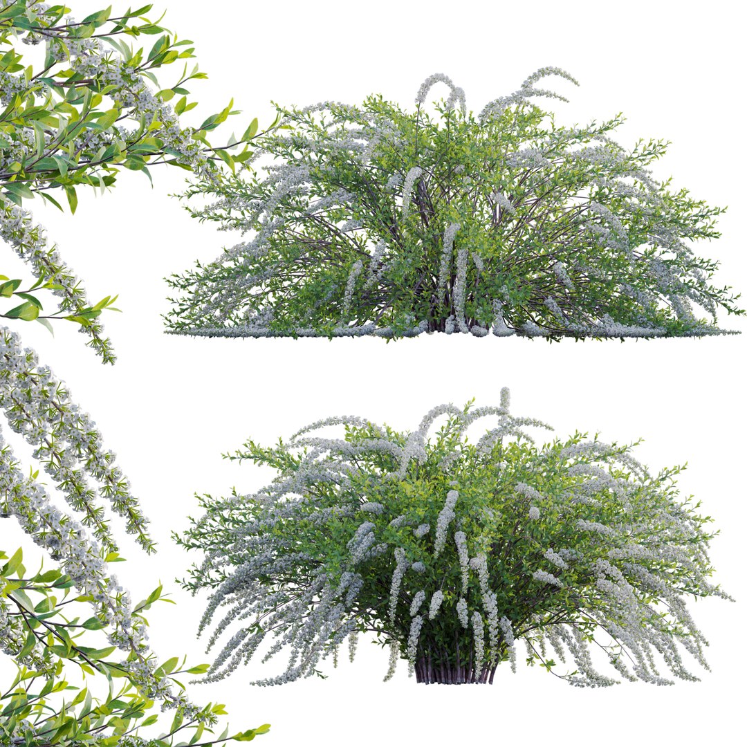3D Spiraea Grefsheim - Garland Spiraea 02 model https://p.turbosquid.com/ts-thumb/X8/DmKVtc/0p/3dtree_spireagrefsheim_02_01/jpg/1740975737/1920x1080/fit_q87/afba01392cf30c382084a3c34c774015d5ad62e2/3dtree_spireagrefsheim_02_01.jpg