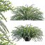 Spiraea Grefsheim - Garland Spiraea 02