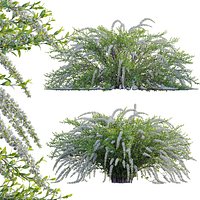 Spiraea Grefsheim - Garland Spiraea 02