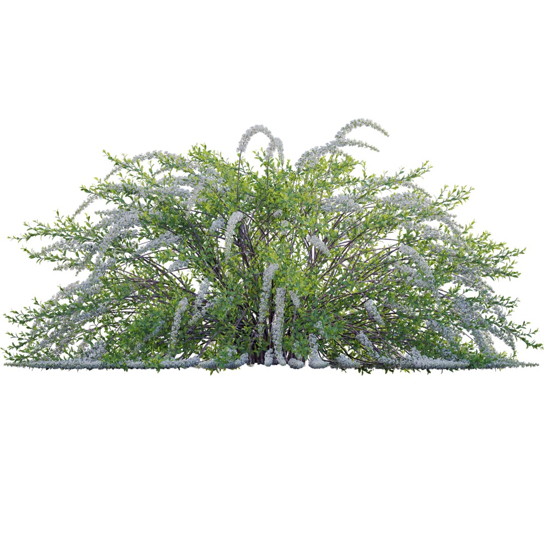 3D Spiraea Grefsheim - Garland Spiraea 02 model https://p.turbosquid.com/ts-thumb/X8/DmKVtc/2U/3dtree_spireagrefsheim_02_02/jpg/1740975737/1920x1080/fit_q87/edfb45b986f38e7521f4b4e8c36317585a20216b/3dtree_spireagrefsheim_02_02.jpg