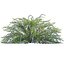 Spiraea Grefsheim - Garland Spiraea 02